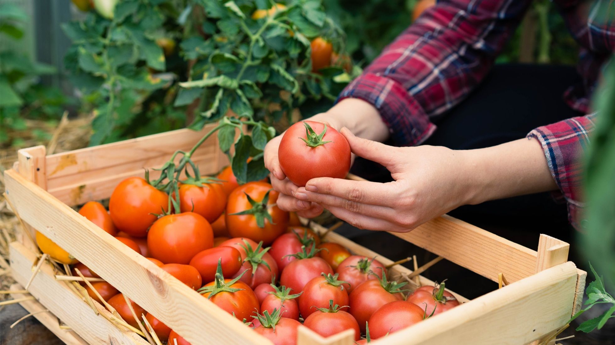 Lorem ipsum dolor sit amet, consectetur adipisicing elit